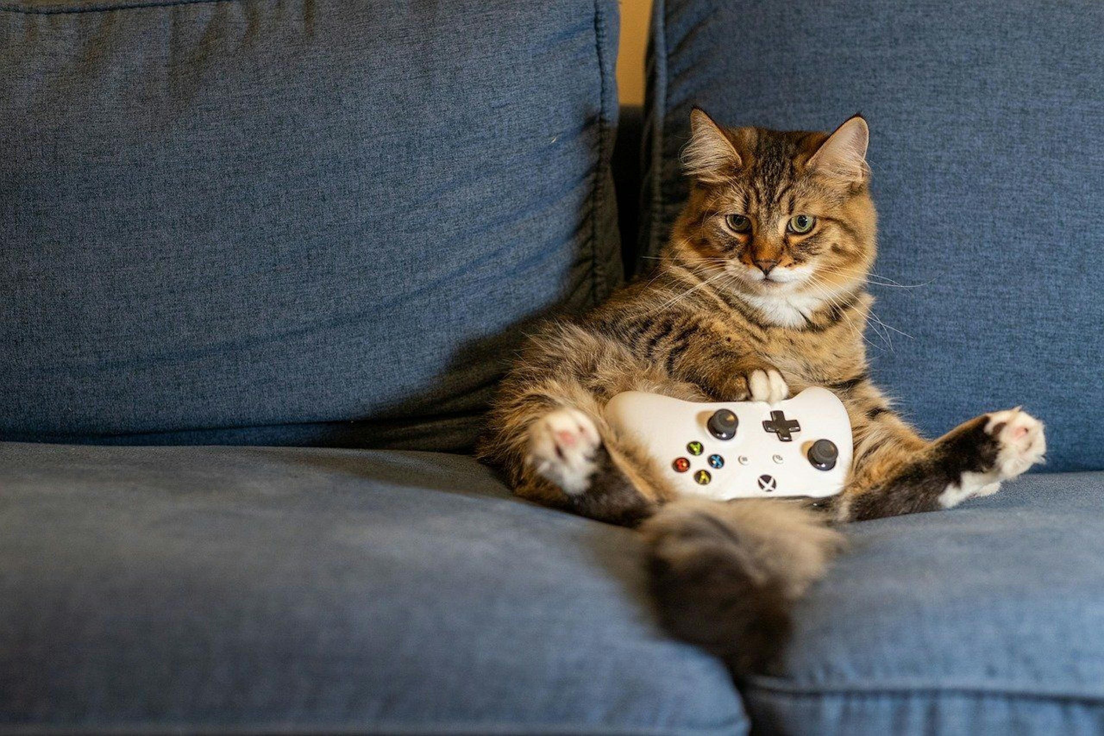 The Hidden Pitfalls of Gamification in Software Testing