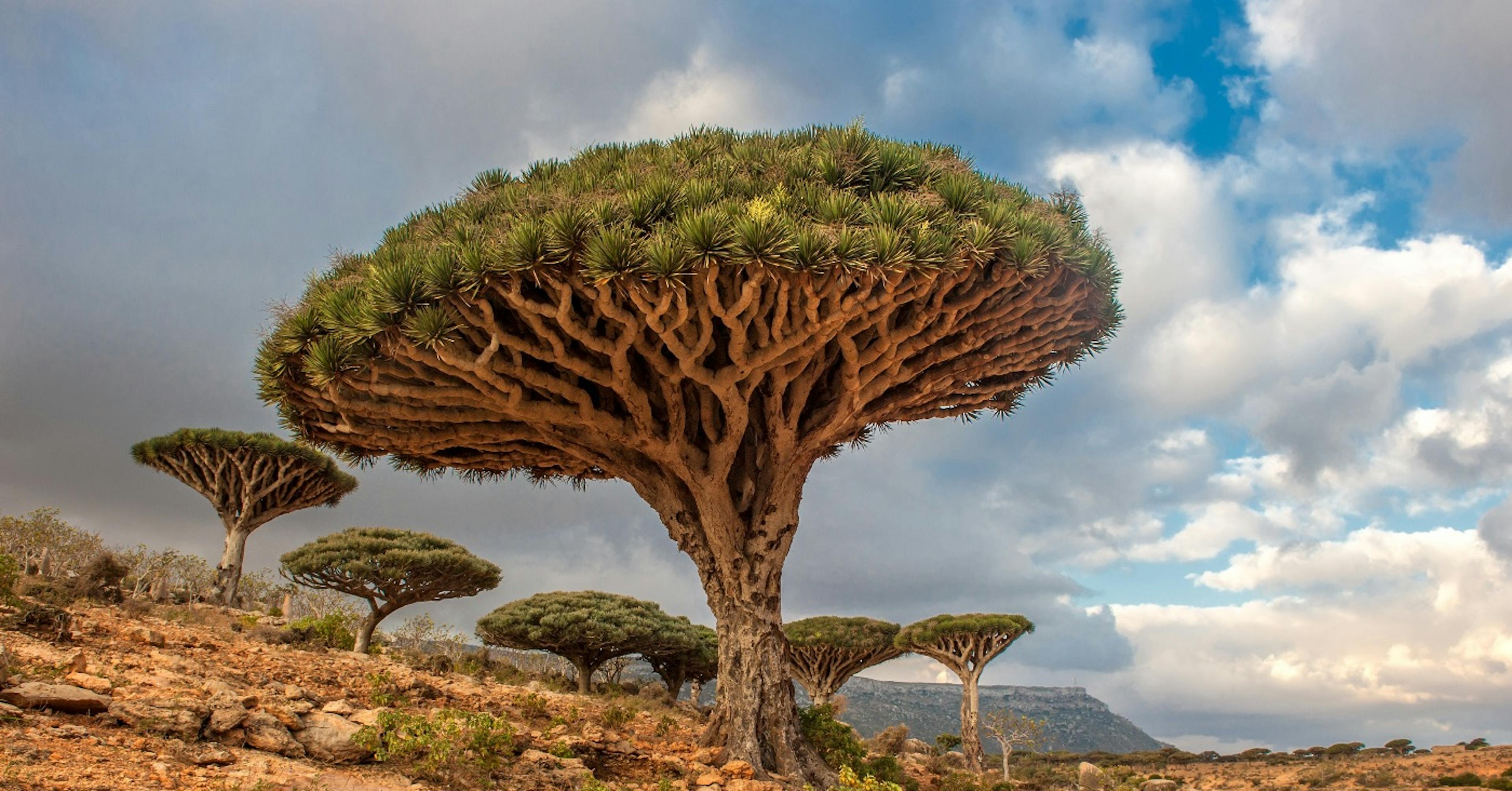 The Evolution of Decision Trees: From Shannon Entropy to Modern Applications and Specialties